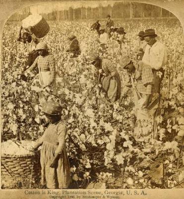 Stereoscope card, Cotton is King